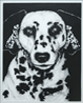 3 Dalmations - Linda Vickers