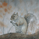 Gray Squirrel - Linda Vickers