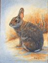 Rabbit #1 - Linda Vickers