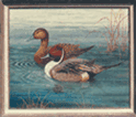 Pintail Ducks - Linda Vickers
